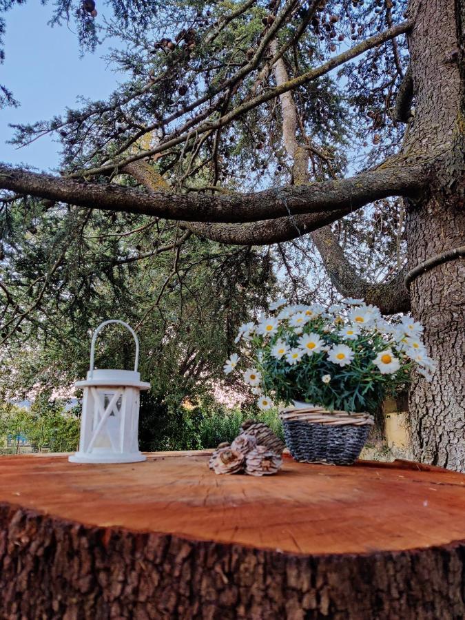 Relais Felciaino B&B Bolgheri Luaran gambar